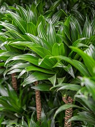 Easy-Care Corn Plant Dracaena fragrans 'Compacta' Indoor House Plants