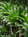 Easy-Care Corn Plant Dracaena fragrans 'Compacta' Indoor House Plants