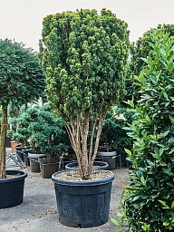 Photogenic English Yew Taxus baccata 'Fastigiata David' Outdoor Plants