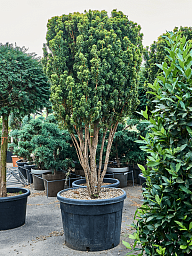 Photogenic English Yew Taxus baccata 'Fastigiata David' Outdoor Plants
