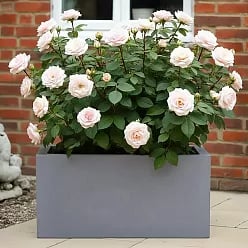 IDEALIST Lite Contemporary Light Concrete High Trough Planter