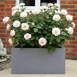 IDEALIST Lite Contemporary Light Concrete High Trough Planter