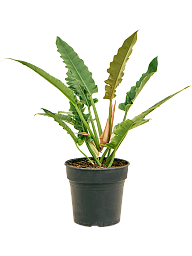 Lush Heart-Leaf Philodendron 'Narrow' Indoor House Plants