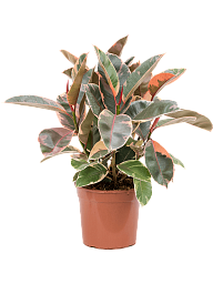 Lush Rubber Plant Ficus elastica 'Belize' Indoor House Plants