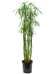 Graceful Umbrella Sedge Cyperus alternifolius 'Glaber Indoor House Plants