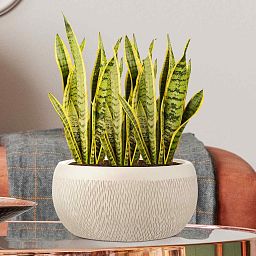 IDEALIST Lite Mesh Style Bowl Planter Outdoor Plant Pot