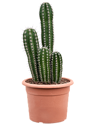 Fancy Hairbrush Cactus Pachycereus 'Pecten Aboriginum' (190-230) Indoor House Plants
