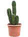 Fancy Hairbrush Cactus Pachycereus 'Pecten Aboriginum' Indoor House Plants