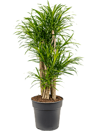 Graceful Dragon Tree Pleomele (Dracaena) 'Anita Variegata' Tall Indoor House Plants Trees