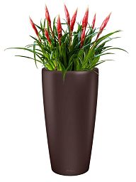 Blooming Vriesea Astrid in LECHUZA RONDO Self-watering Planter, Total Height 90 cm