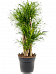 Graceful Dragon Tree Pleomele (Dracaena) 'Anita Variegata' Tall Indoor House Plants Trees
