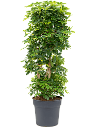 Delicate Umbrella Tree Schefflera arboricola 'Gold Capella' Indoor House Plants