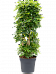 Delicate Umbrella Tree Schefflera arboricola 'Gold Capella' Indoor House Plants