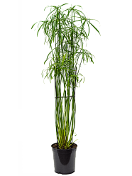 Graceful Umbrella Sedge Cyperus alternifolius 'Glaber Indoor House Plants