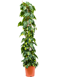 Lush Heart-Leaf Philodendron scandens 'Brasil' Indoor House Plants