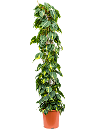 Lush Heart-Leaf Philodendron scandens 'Brasil' Indoor House Plants