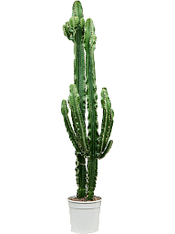 Impressive African Milk Tree Euphorbia erytrea Indoor House Plants