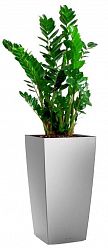 Zamioculcas Zamiifolia in LECHUZA CUBICO Self-watering Planter, Total Height 150 cm