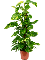 Shade-loving Pothos Scindapsus (Epipremnum) 'Aureum' Indoor House Plants