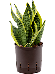 Easy-Care Snake Plant Sansevieria trifasciata 'Futura Superba' Indoor House Plants