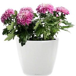Blooming Chrysanthemum Dream in LECHUZA CLASSICO LS Self-watering Planter, Total Height 35 cm