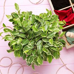 Ficus Benjamina in LECHUZA-PURO Self-watering Planter, Total Height 30 cm