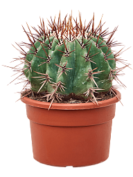 Cute Mexican Qiant Barrel Cactus Echinocactus ingens Indoor House Plants