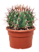 Cute Mexican Qiant Barrel Cactus Echinocactus ingens Indoor House Plants