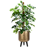 Indoor planters