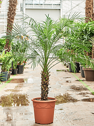 Tropical Pygmy Date Palm Phoenix roebelenii (470-500) Indoor House Plants