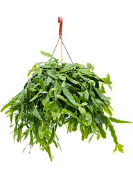 Easy-Care Mistletoe Cactus Rhipsalis crispata Indoor House Plants