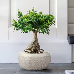 IDEALIST Lite Mesh Style Bowl Planter Outdoor Plant Pot