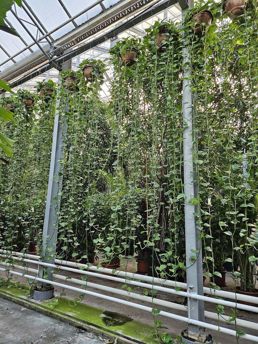 Epipremnum Aureum