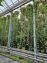 Epipremnum Aureum