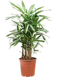 Tropical Lady Palm Rhapis excelsa Indoor House Plants