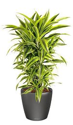 Dracaena Fragrans Lemon Lime in LECHUZA CLASSICO LS Self-watering Planter, Total Height 120 cm