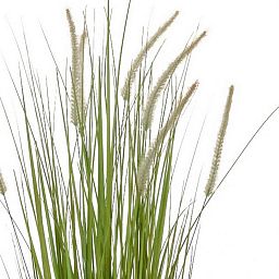 Dogtail with Pot Artificial Grass Plant
