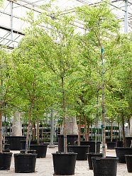 Tropical Black Olive Tree Bucida buceras 'Shady Lady' (800-900)