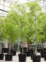 Tropical Black Olive Tree Bucida buceras 'Shady Lady' (800-900)