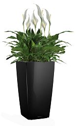 Blooming Spathiphyllum Sweet Chico in LECHUZA CUBICO Self-watering Planter, Total Height 80 cm