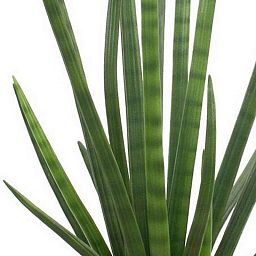 SANSEVIERIA CYLINDRICA Artificial Flower Plant