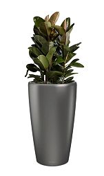 Ficus Elastica Robusta in LECHUZA RONDO Self-watering Planter, Total Height 160 cm