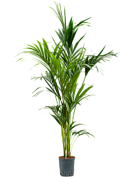 Lush Sentry Palm Kentia (Howea) forsteriana Indoor House Plants