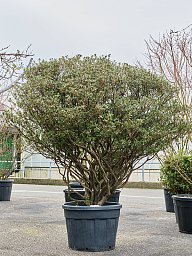 Azalea japonica 'Aladdin Scout' (80-100)