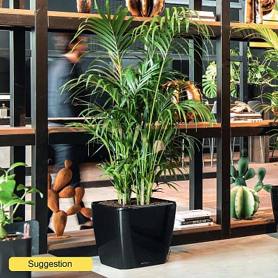 Tropical Golden Cane Palm Dypsis (Areca) lutescens Indoor House Plants