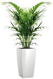 Howea Forsteriana in LECHUZA CUBICO Self-watering Planter, Total Height 150 cm