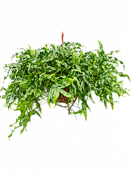 Easy-Care Kangaroo Foot Fern Microsorum diversifolium Indoor House Plants
