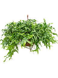 Easy-Care Kangaroo Foot Fern Microsorum diversifolium Indoor House Plants