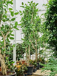 Lush Banyan Fig Ficus benghalensis (400-450) Tall Indoor House Plants Trees