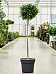 Lush Weeping Fig Ficus microcarpa ‘Nitida’ Tall Indoor House Plants Trees